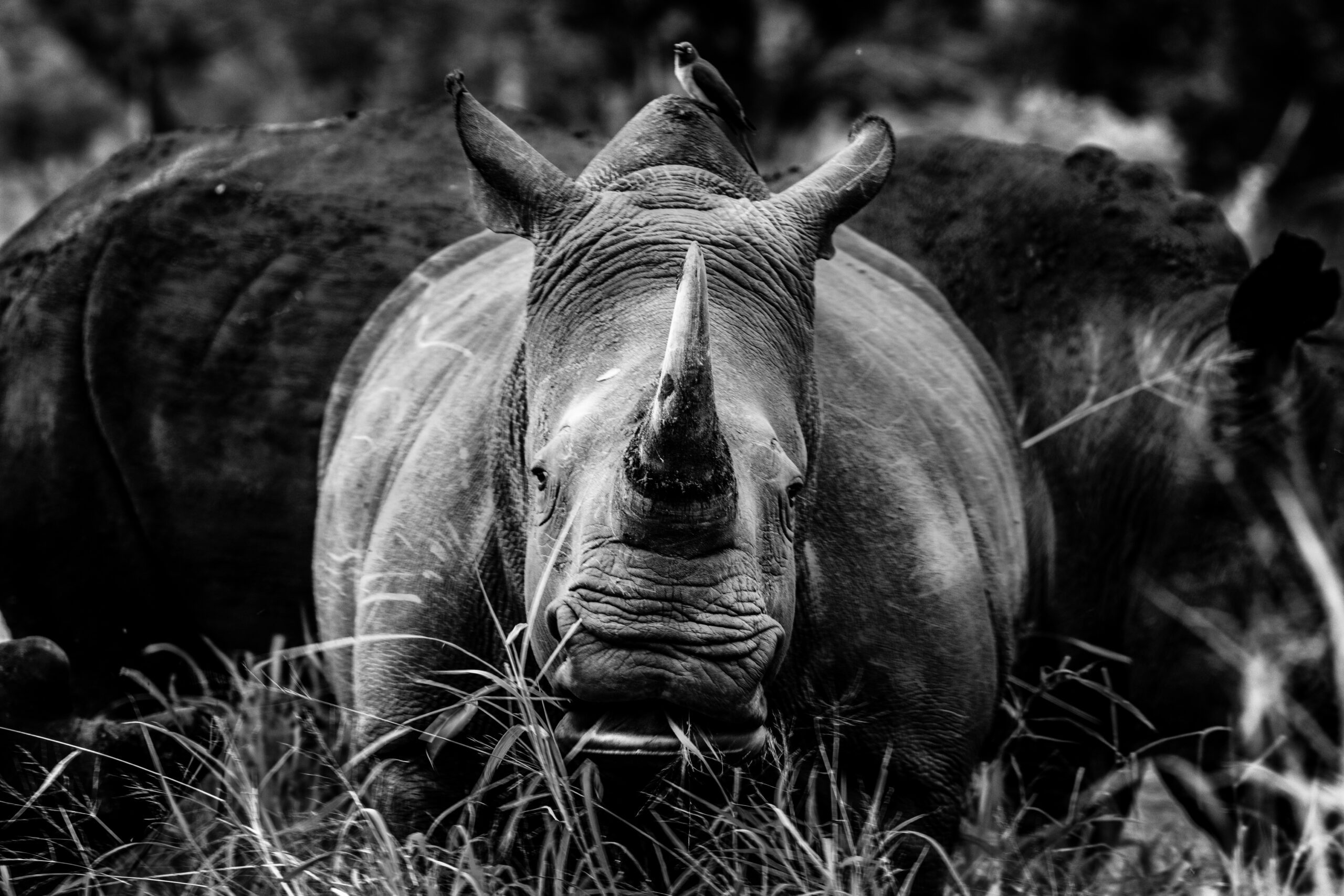 Noshörning i svartvitt fotograferad av Anders Jorulf
